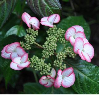 HydrangeaserrataKyosumiVNonzetuin