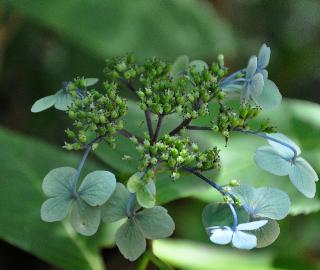 HydrangeaserrataHoshino3vn