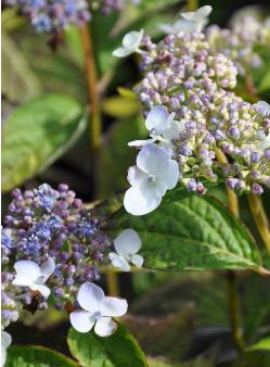 HydrangeaSerrataBlueBird