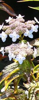 HydrangeaserrataTiara1a