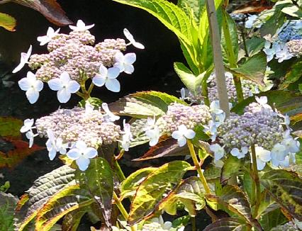 HydrangeaserrataTiara1