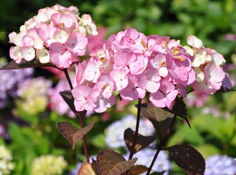 HydrangeaserrataPreziosavNice