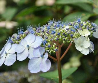 HydrangeaserrataBluebirdcloseupaugustusVeryverynice1