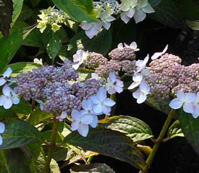 HydrangeaserrataTiara1