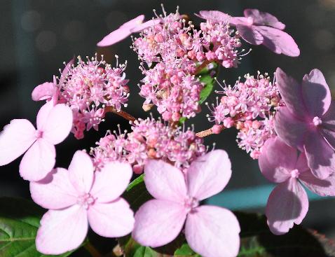 Hydrangeaserratatiaracloseup