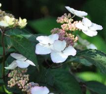 HydrangeaserrataBeniGakuVNN