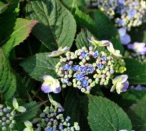 HydrangeaserrataSpreadingBeautycloseupbloem