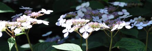 Hydrangea_serrata_bleubird_schaduw2