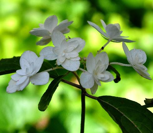 HydrangeaserrataShiroFujieindaug1