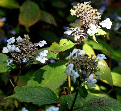 HydrangeaserrataSansukukKorea2