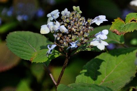 HydrangeaserrataSansukukKorea3