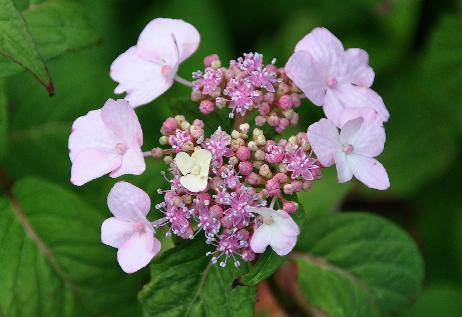 HydrangeaSerrataSHIZHIMACLOSEUP