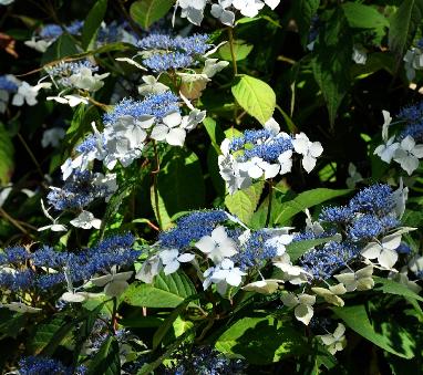 HydrangeaserrataOdorikaAmachavn