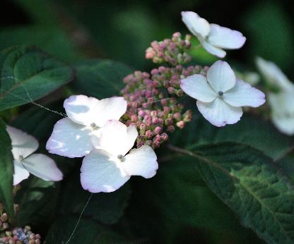 HydrangeaserrataBeniGakuVNcloseup