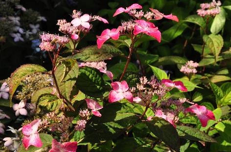 HydrangeaserrataBeniGakurodeuitbloeivnbijenplant