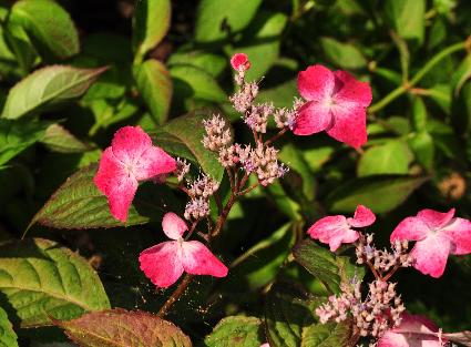 Hydrangea serrata 'Beni Gaku'rode uitbloei closeup