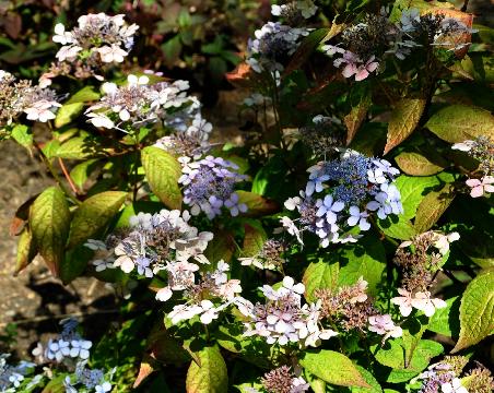 HydrangeaserrataBalaine2