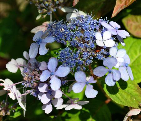 HydrangeaserrataBalaine