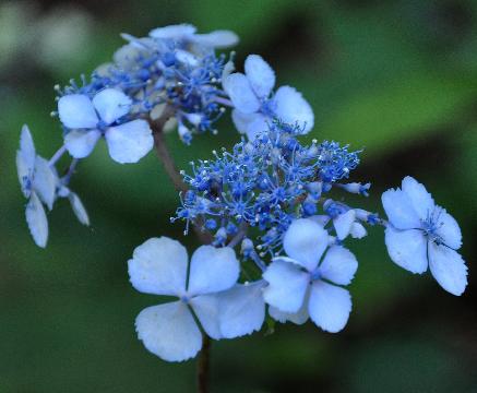 HydrangeaserrataIsusaiJaku