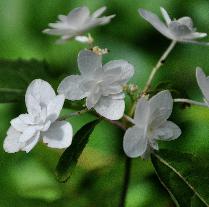 HydrangeaserrataShiroFujieindaugVN