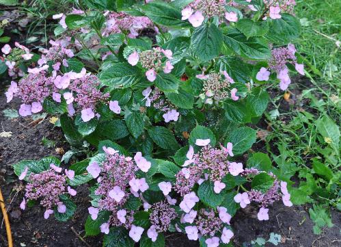 HydrangeaserrataHallasan