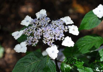 HydrangeaserrataIntermediavn