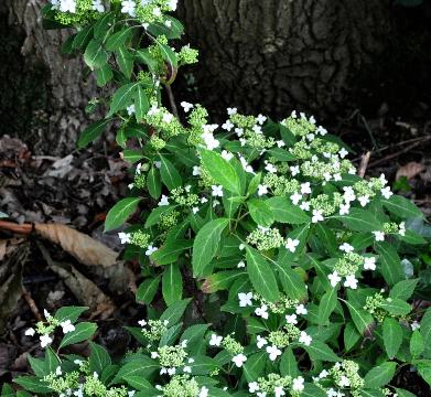 HydrangeaserrataWhiteDwarfglobalview