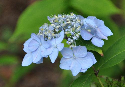 HydrangeaserratachinensisCLOSEUPVNN