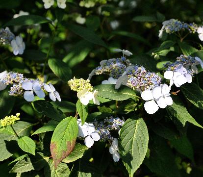 HydrangeaserrataFORGETMENOT