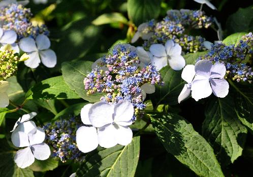 HydrangeaserrataForgetmenotVN