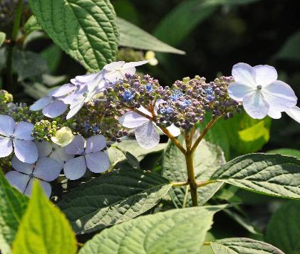 Hydrangea serrata 'Impératrice Eugenie' clsup