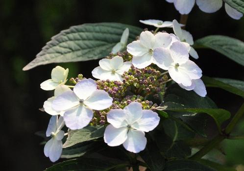 Hydrangea serrata 'Impératrice Eugenie' VNN2