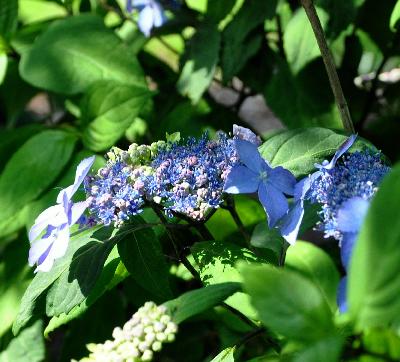 HydrangeaserrataMiranda