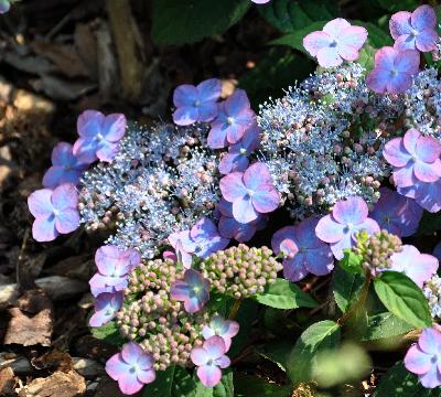 HydrangeaserrataMountAsoVNclose