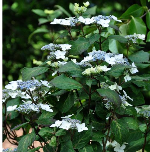 HydrangeaserrataRamispictisVN