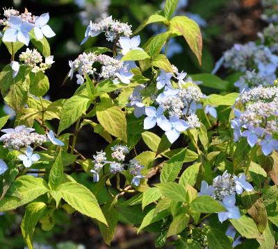 HydrangeaserratavarThunbergii