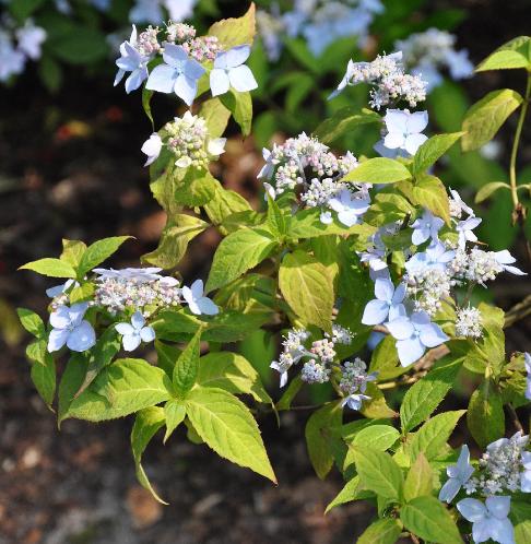 Hydrangeaserratavarthunbergiivn