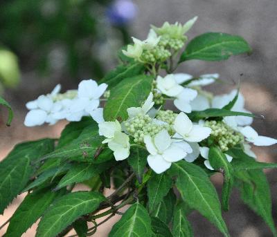 Hydrangeaserratavarangustatacloseup