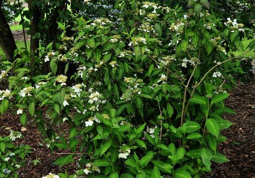 Hydrangeaserratavarangustata