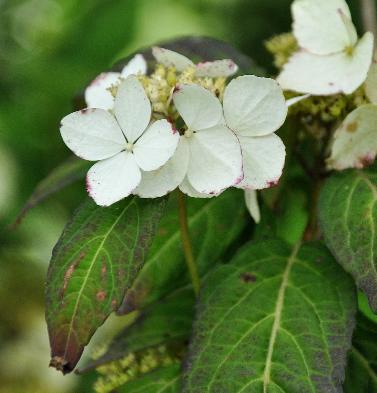 HydrangeaserratavarangustataVN