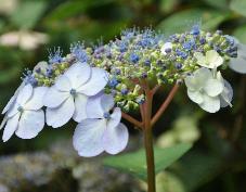 HydrangeaserrataBluebirdcloseupaugust2010