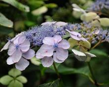 HydrangeaserrataBluebirdcloseupuitbloeiaugustusVN