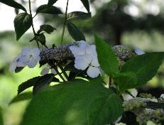 HYDRANGEASERRATABLUEBIRDCLSEUPVN