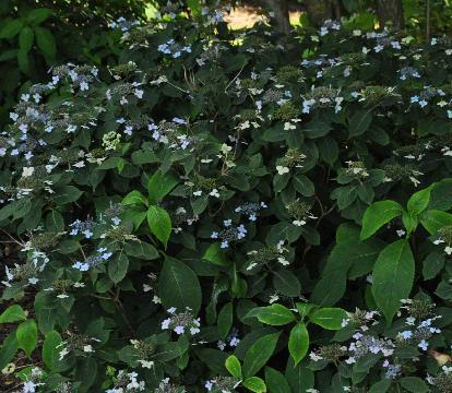 Hydrangea serrata Woodlander global picture 2august