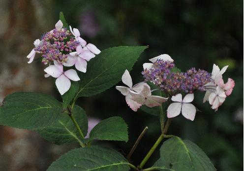 HydrangeaserrataGrayswoodvnn