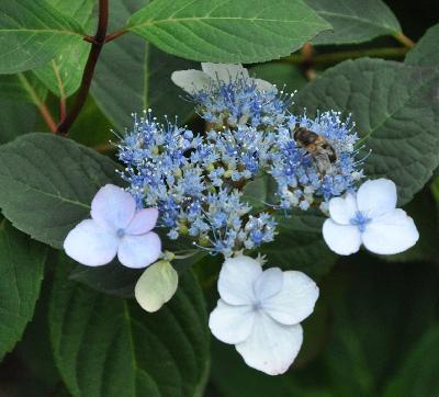 HydrangeaserrataBelzoniiCLoseupbij