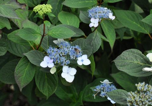 HydrangeaserrataBelzonii