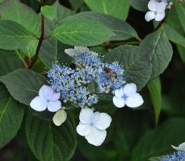 HydrangeaserrataBelzoniiCLoseupbij