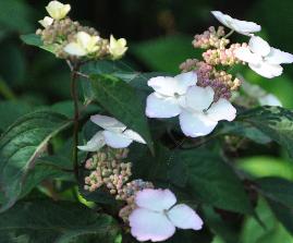 HydrangeaserrataBeniGakuVNN