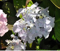 HydrangeaserrataBlueDeckleVN